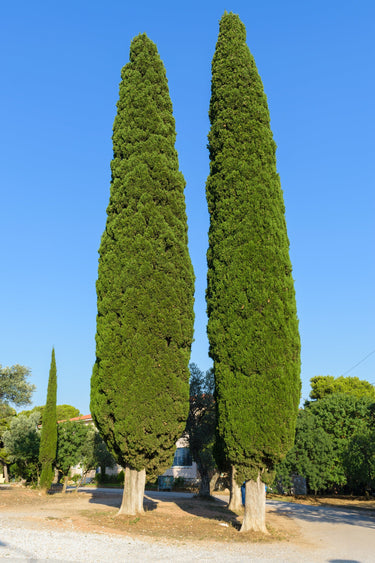 20 MEDITERRANEAN CYPRESS TREE Italian Pencil Pine Cedar Cupressus Sempervirens Stricta Seeds